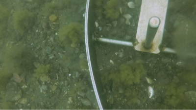 Bottom image of camera system installed on sediment grab showing a gravelly, sandy bottom with some vegetation